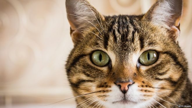 虎斑猫是名贵品种,基因突变导致它皮毛呈虎皮斑状图案。