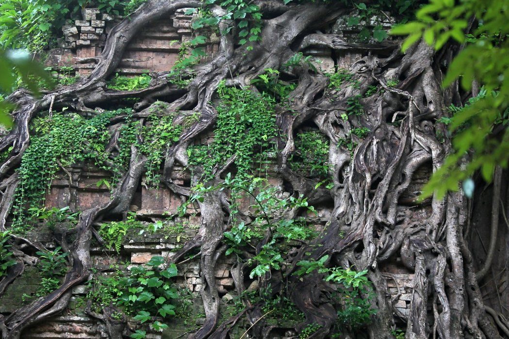 柬埔寨三波坡雷古寺庙区本月初列名联合国教科文组织的世界文化遗产，图为当地被树根缠绕的浮雕。 （路透）