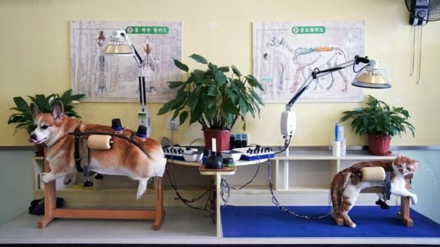 这份指南让很多人相信，替代医学（alternative therapies），比如针灸、水疗、以及推拿，可能在不久的将来会风靡世界兽医学。（图/取自路透社）