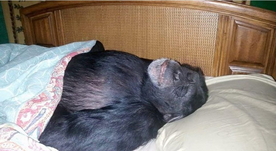 宠物黑猩攻击主人被警察枪毙
